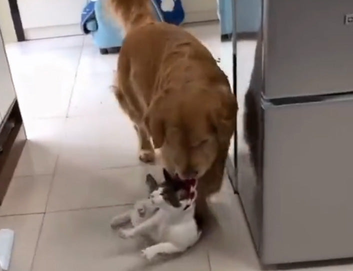 Dog fetches cat sibling from outside