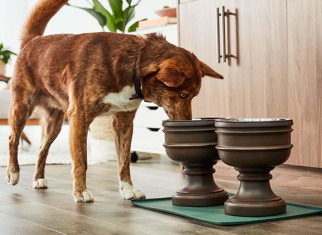 Elevated Dog Feeder Raised Bowls for German Shepherd