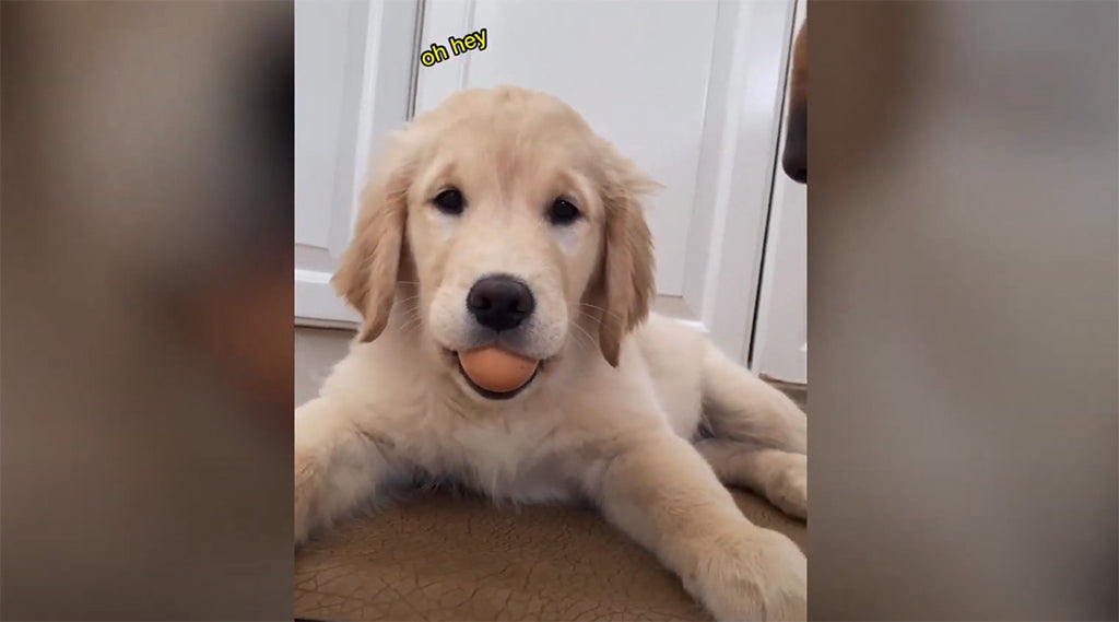 Puppy dominates the egg challenge.