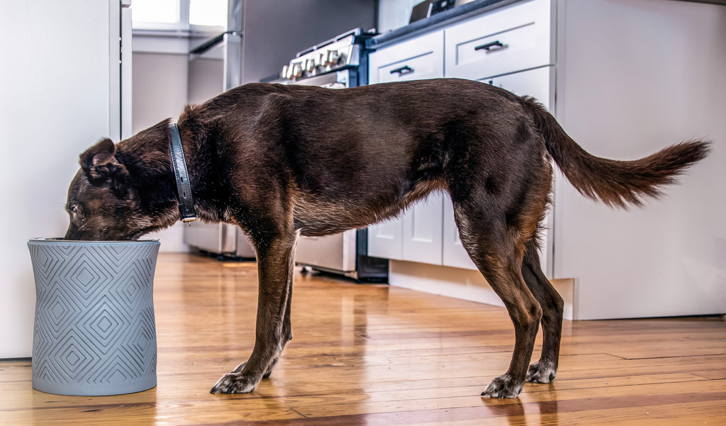 Dog eating from elevated dog bowl