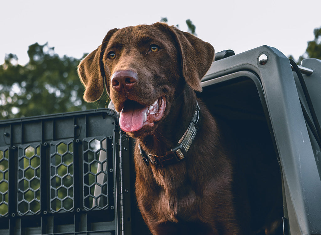 Dog in outdoor crate