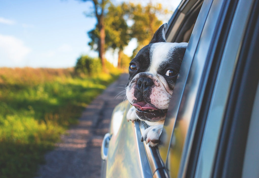Pet-Friendly Vacation Destinations in the U.S.