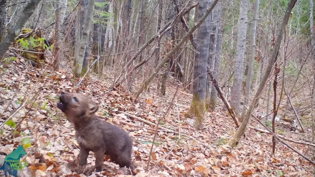 Researchers capture baby wolf's howl