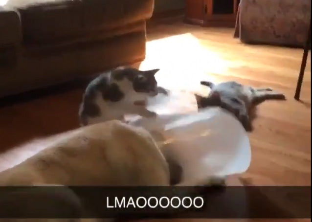 Cat harasses dog in his cone of shame