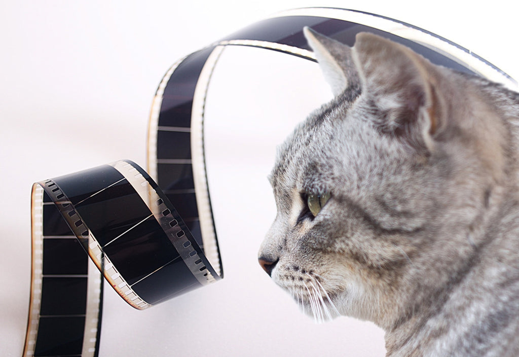 The 10 Best Cats in Movies