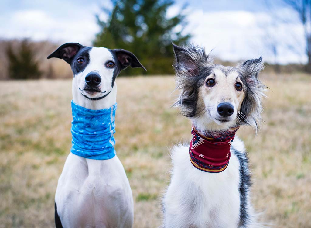 Guest Posts for Pet Content