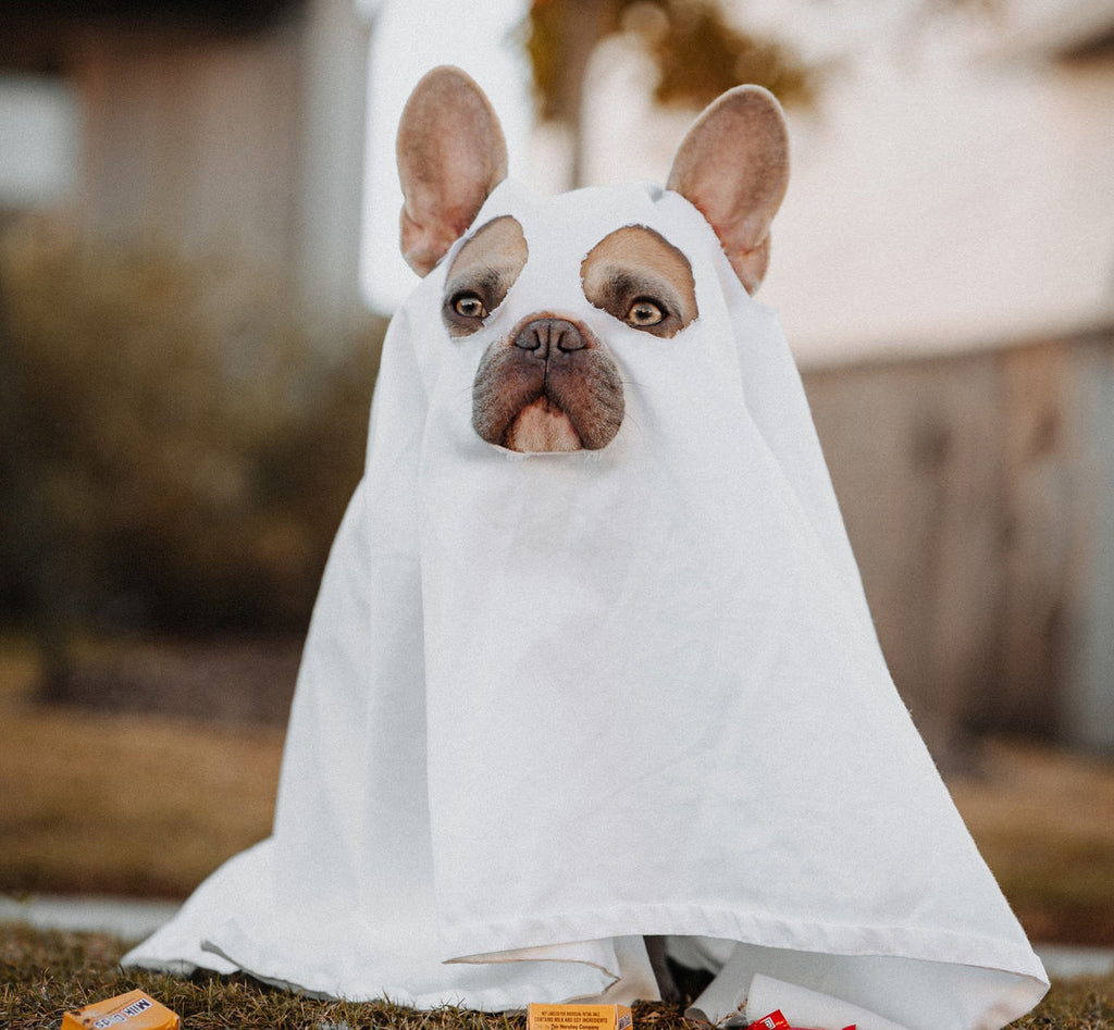 Dog in ghost costume