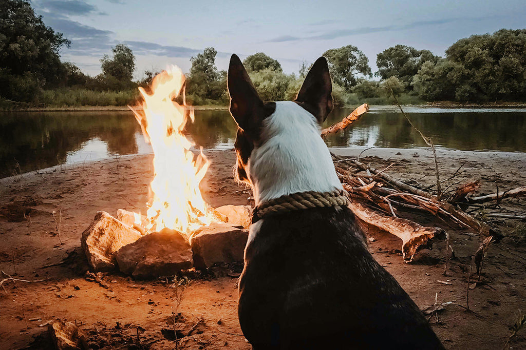 Dog by a fire and pond