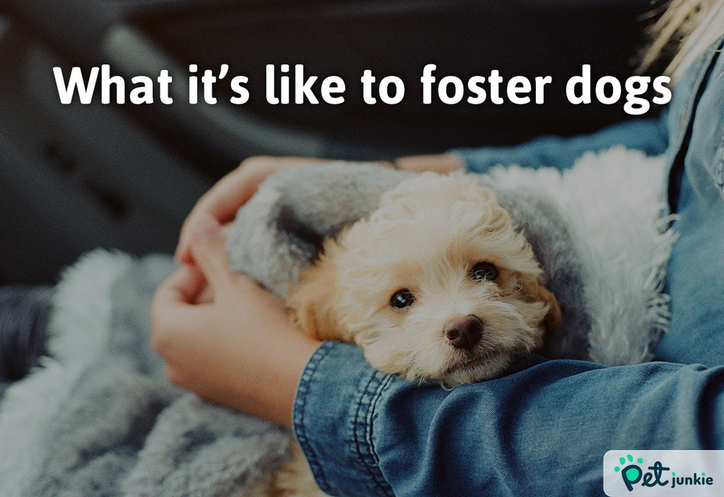 What It's Like To Foster Dogs