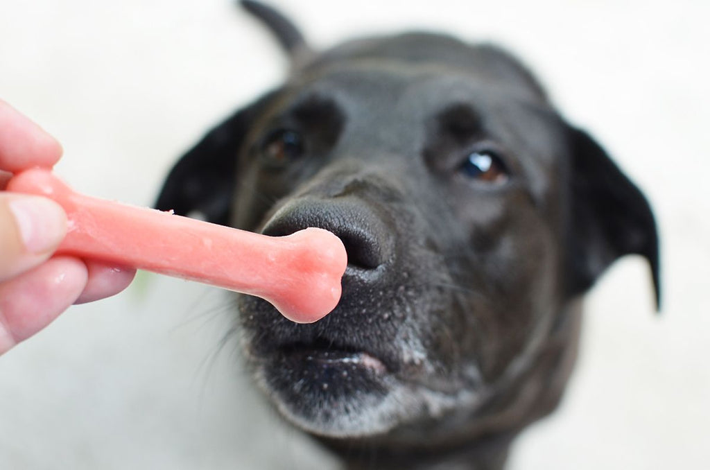 6 Simple Frozen Dog Treat Recipes You Can Make at Home