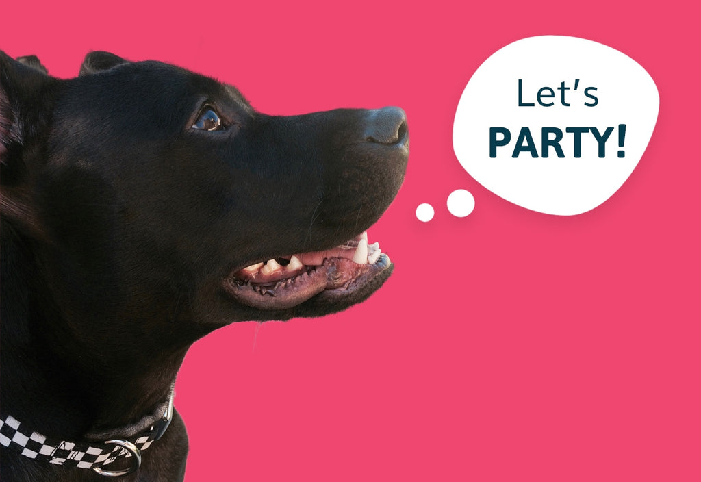 5 Ideas For Celebrating Your Pet’s Gotcha Day!