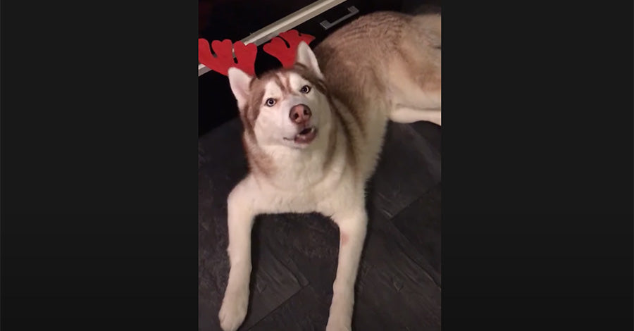 Human Talking Husky Says I Love You