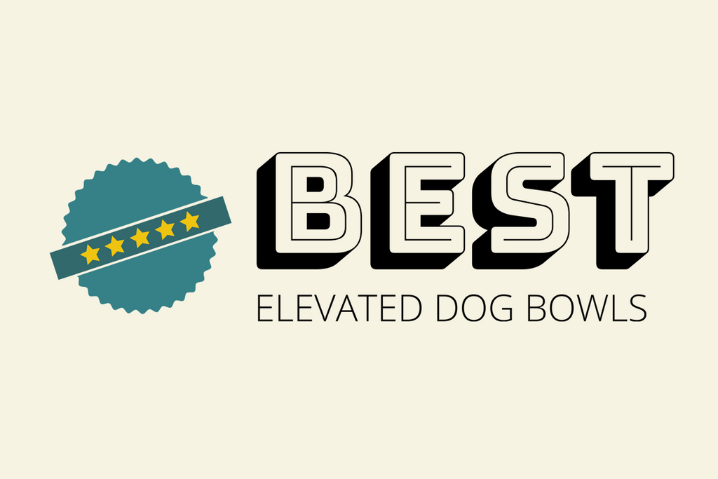 Best Elevated Dog Bowls