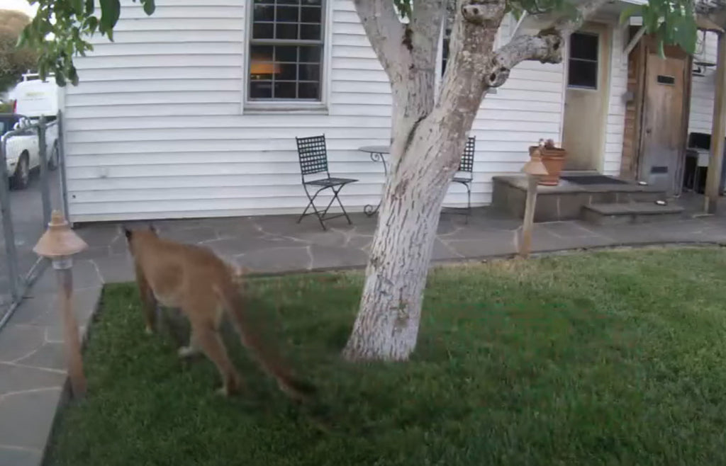 Mountain lion shows up in someone's yard!