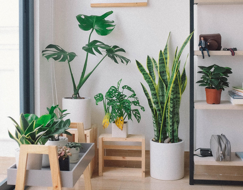 Home decor plants in living room