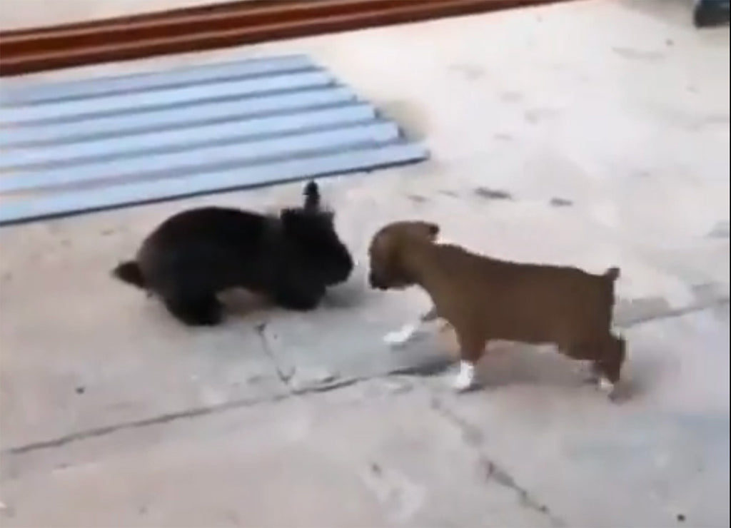 Puppy and a Bunny