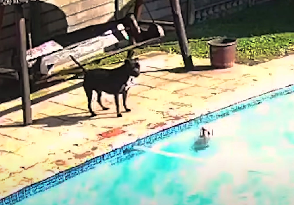 Dog saves puppy from drowning