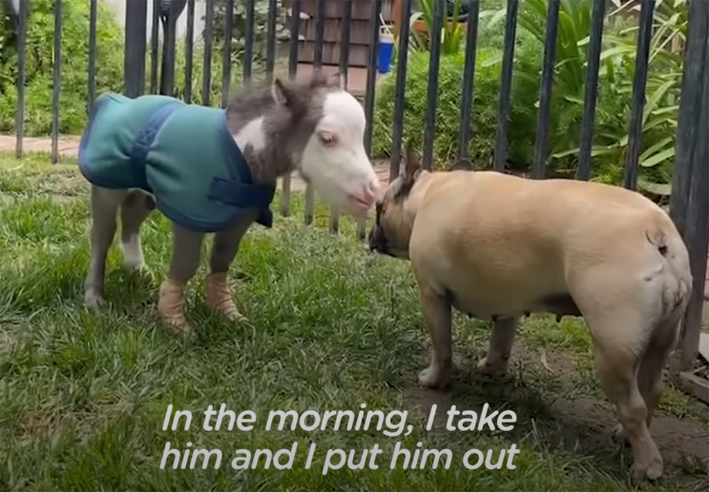 World's Smallest Horse Thinks He's a Dog.