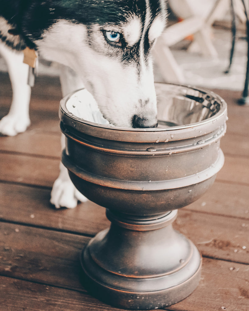 Pet Junkie Elevated Dog Bowl Santa Fe, Small - 5 inch 16oz, Gray