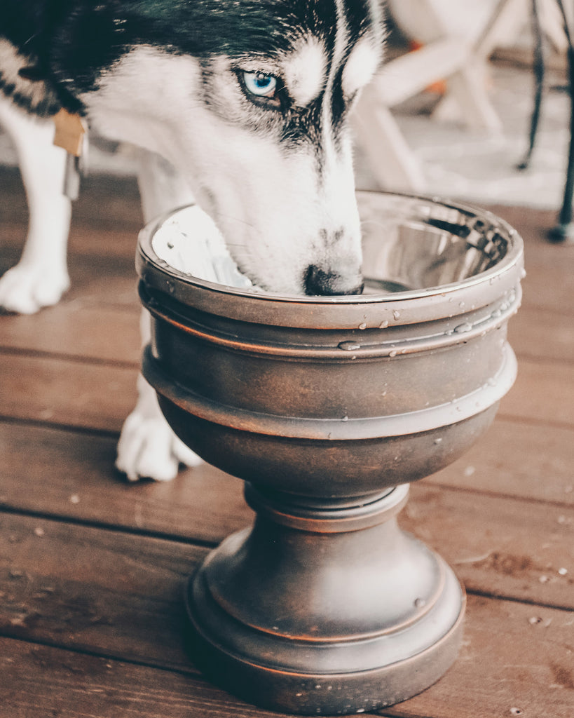 Pet Junkie Elevated Dog Bowl Terrazzo Large - 6 inch / 44oz White